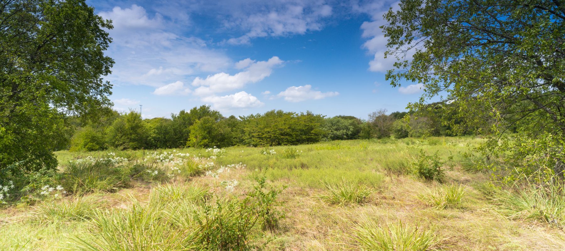 A sunny field in Bexar County with tall grasses, wildflowers, and trees under a bright blue sky